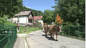 TRANSHUMANCE 2018 Vallée de munster ( DE HOHROD AU TREH ) @regiongrandest @valleemunster