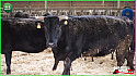  A LA DECOUVERTE D UN ELEVAGE DE WAGYU
