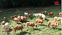 Acteurs locaux - Dordogne - Nature Viande : élevage bio, bien-être animal et circuits courts pour une alimentation saine et locale 
