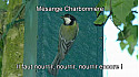 MESANGES CHARBONNIERES