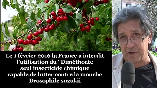 Résultat de recherche d'images pour "cerises diméthoate"