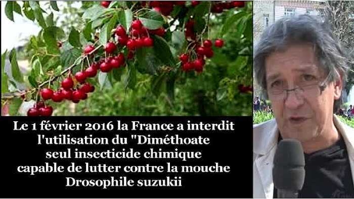 INTERDICTION du diméthoate : les importations de cerises traitées au diméthoate devraient être interdite ... #dimethoate @#TvLocale_fr  #DrosophileSuzukii