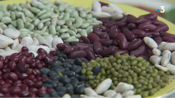 Les haricots en grain -  par Astrid Romain - Micronutritionniste - Endobiogéniste - Acteurs Locaux 82