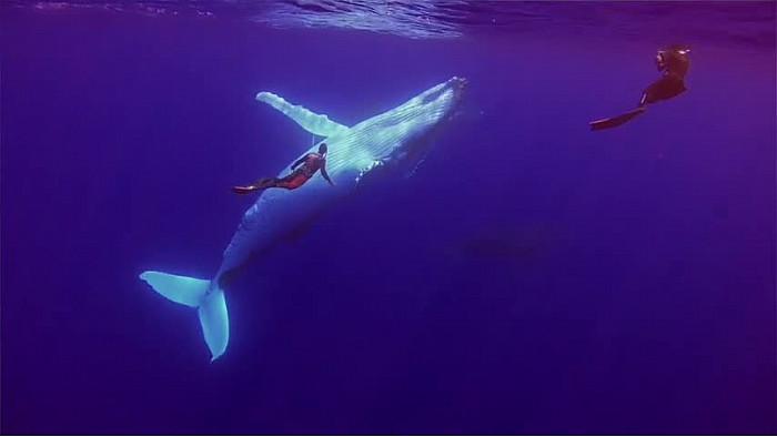 L'Approche... Pierre Frolla Nager avec les grands animaux marins @PierreFROLLA 