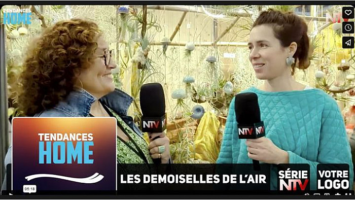 TV Locale Nantes - Les Demoiselles de l’Air est une boutique nantaise qui met en valeur les tillantsias, plantes épithytes.