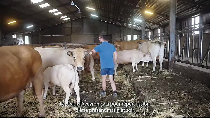 TVLocale Aveyron - pourquoi choisir cette production de Veau d'Aveyron et du Ségala ?