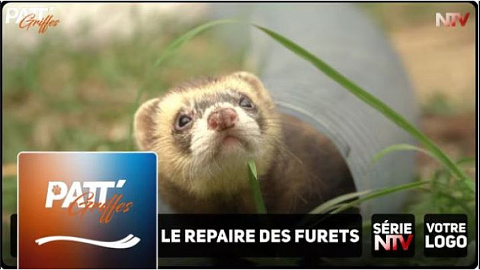 TV Locale Nantes - Elodie du "Repaire des Furets" vous parle du Furet et du comment bien élever un ou plusieurs Furets domestiques.
