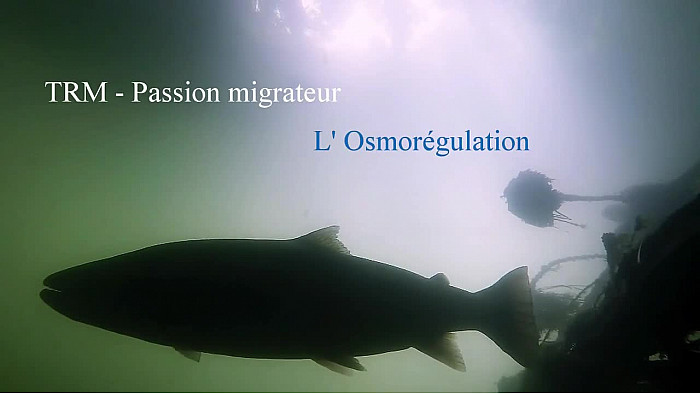 Acte 2  PASSION MIGRATEUR