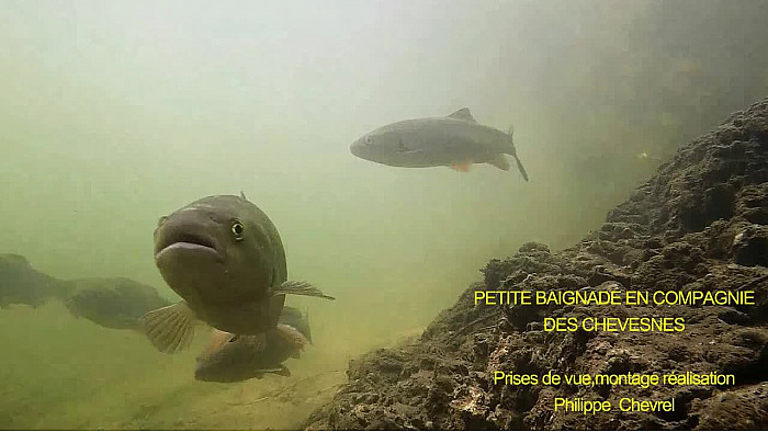 PETITE BAIGNADE EN COMPAGNIE DES CHEVESNES