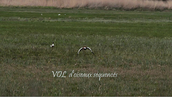 Vol d’oiseaux séquencés