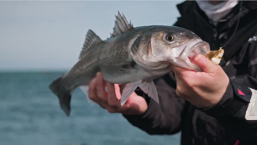 'Ultimate Fishing' sur Approche Rurale Smartrezo : Pêche du bar depuis le bord. Une belle session de début de saison avec Ludovic Bigot et Bruno Pebe. @Ultimate_Fishin