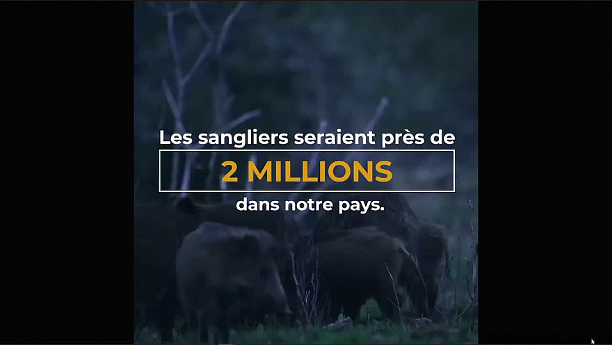 Les sangliers seraient près de 2 millions dans notre pays !