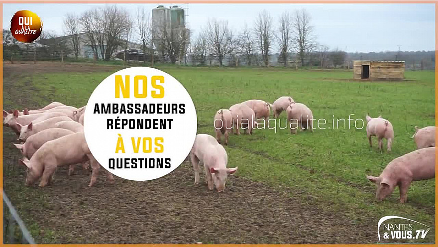 Approche Rurale TV : Le Porc Fermier de Vendée élevé en plein air - Épisode 2 @Agridemain @VendeeQualite #Porc