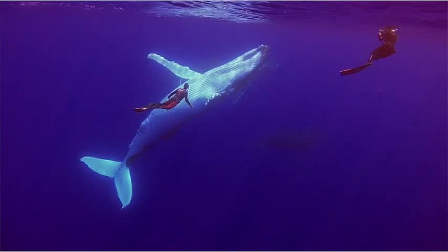 L'Approche... Pierre Frolla Nager avec les grands animaux marins @PierreFROLLA