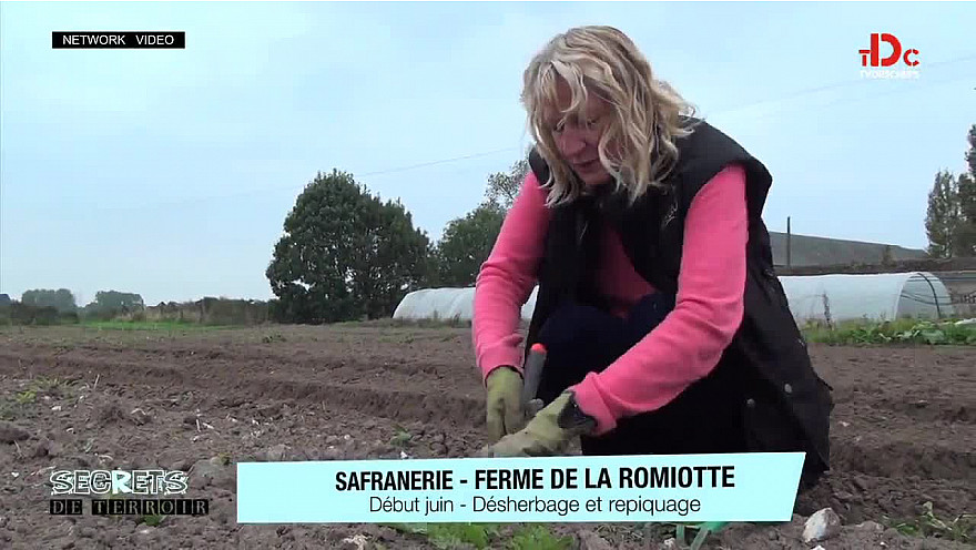 Saveurs du Terroir - Le safran la P'tite Fée Crocus de la Baie de Somme d'Anne POUPART @TVdeschefs