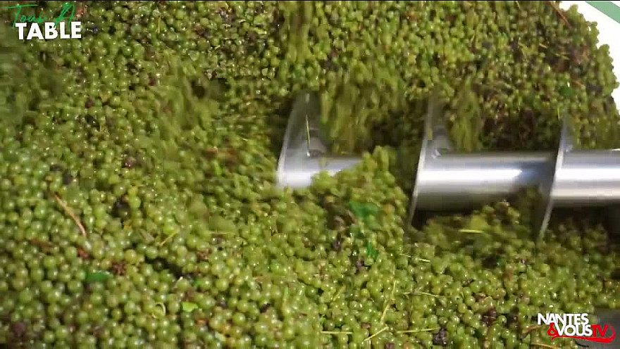 TV Locale Nantes & Vous sur Smatrezo : Vendanges 2021 au Domaine de la Grenaudière en Loire-Atlantique