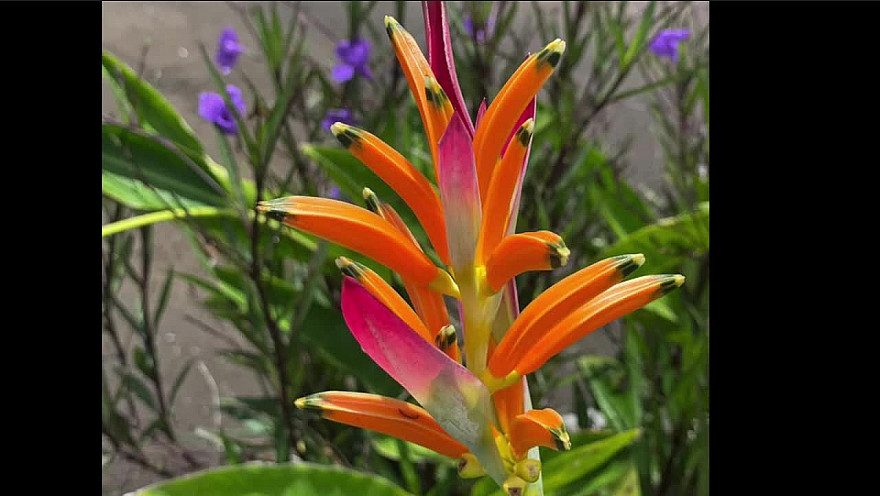 Le samedi au jardin Ile Maurice