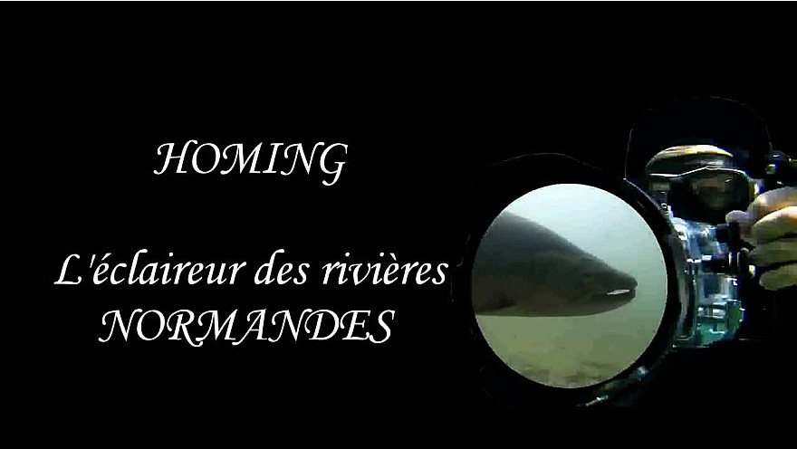 En Approche... : HOMING l'Éclaireur de nos rivières de NORMANDIE #TruiteDeMer