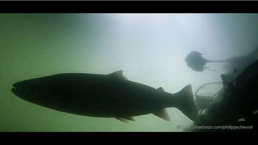 L'Approche...de la Pêche : TRM- Passion Migrateur avec Gaël Even. #TruiteDeMer #NoKill #Pêche