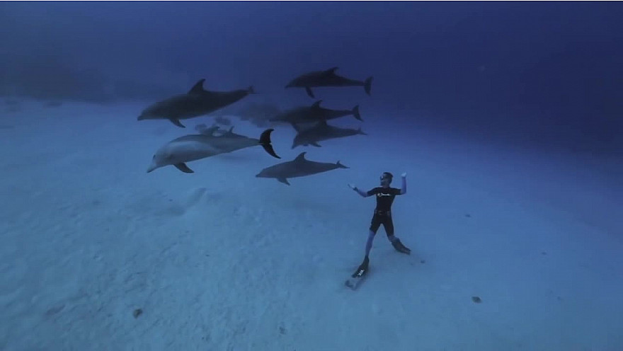 Approche TV : Pierre Frolla - Danse with the dolfins @PierreFROLLA