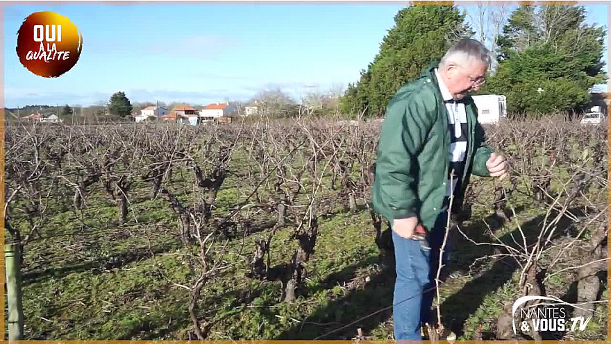 Approche...de la Viticulture : Visite dans le Pays du Muscadet : POURQUOI FAUT-IL TAILLER LES VIGNES EN HIVERS