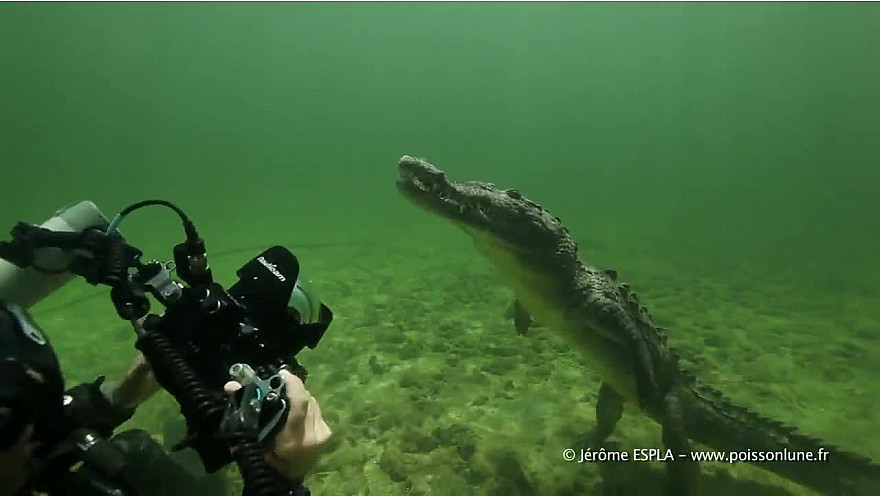 L'Approche-TV : Aimeriez-vous nager avec des crocodiles d'eau salée à Cuba!